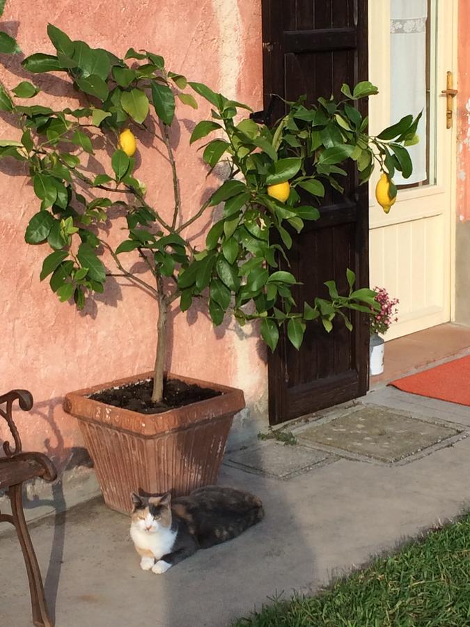 Agriturismo Il Pettirosso Guest House Forli Exterior photo